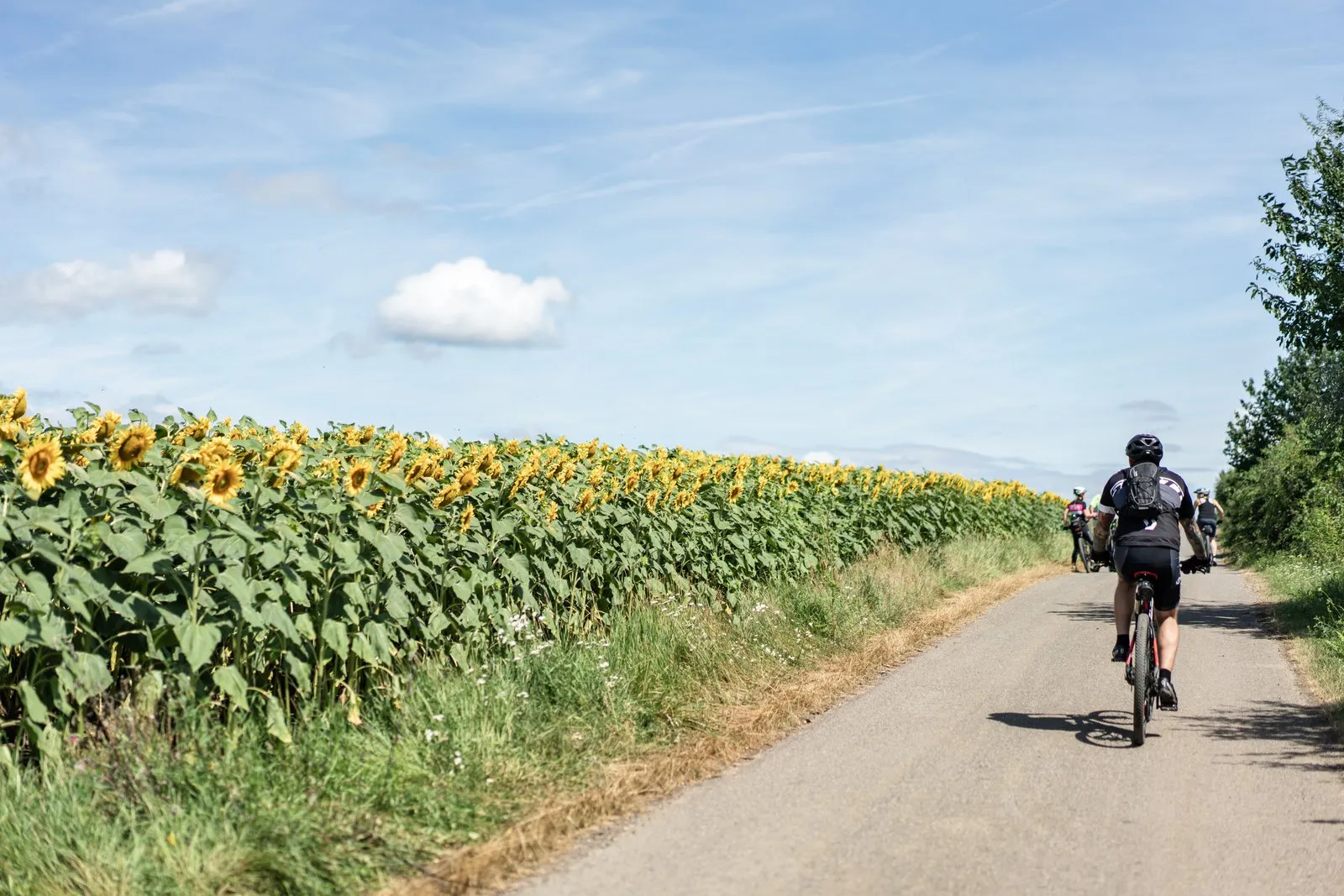 Cyklisté jedou podél slunečnicového pole