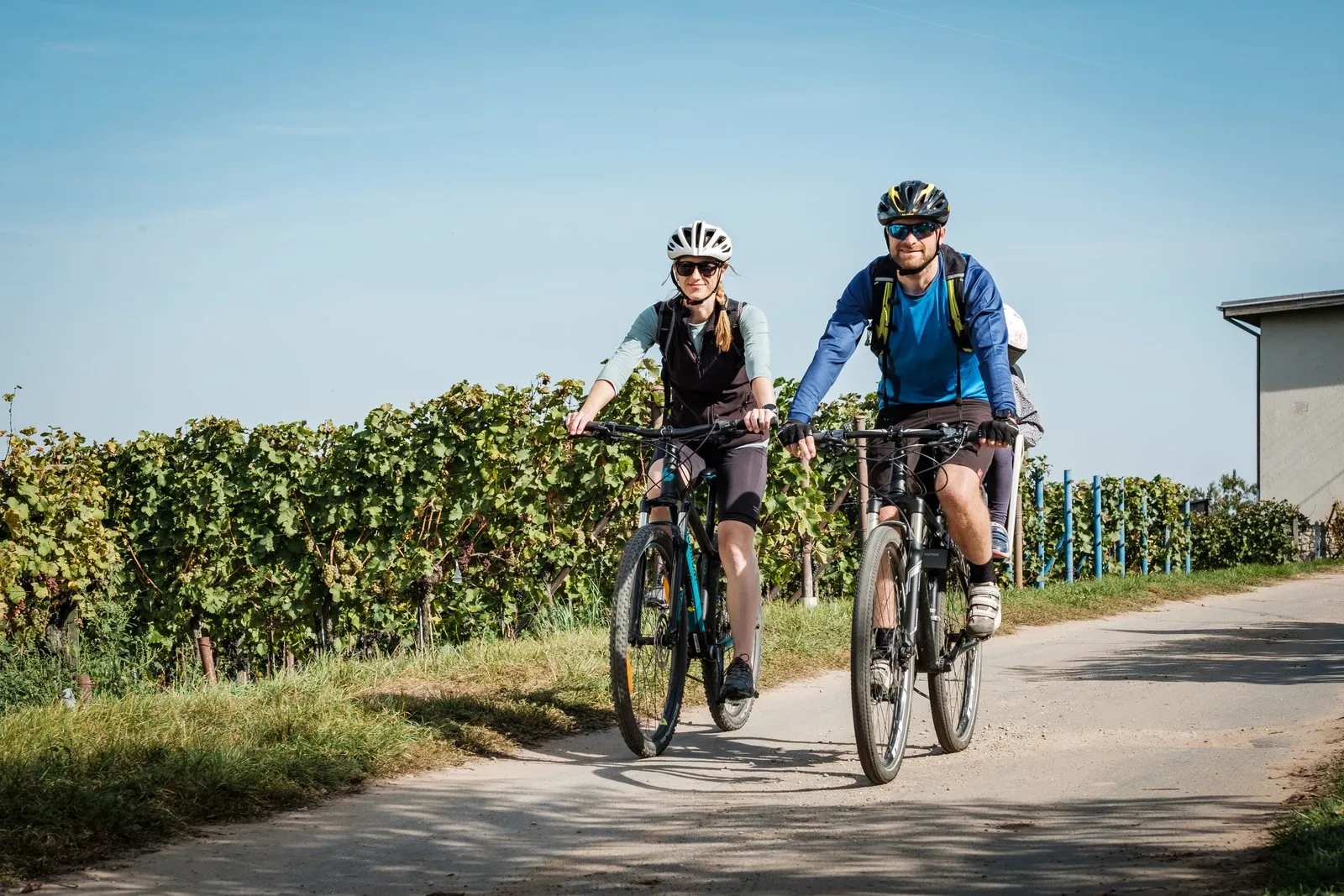 Cyklisté jedou podél vinohradu